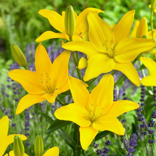 Lilium 'Easy Sun' - Liilia 'Easy Sun' P11/0,75L